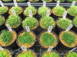 画像5: 今回の販売品全景