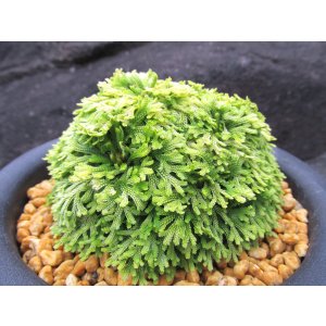画像: 金石宝　（5号プラ）