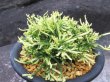 画像2: 龍王獅子　（5号プラ）