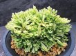 画像2: 三恵ノ華　（4号プラ）