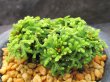 画像2: イワヒバ珍稀種【勾玉】（3.5号京楽鉢）