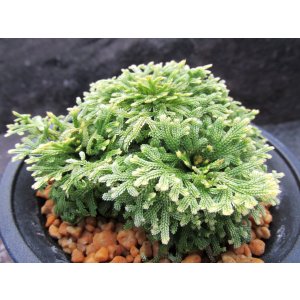 画像: 天照冠　（4号プラ）