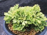 画像: 三恵ノ華　（4号プラ）
