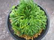 画像3: 暁獅子　（4.5号プラ）