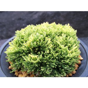 画像: 金晃殿　（4号プラ）