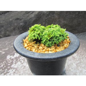 画像: イワヒバ珍稀種【勾玉】（3.5号京楽鉢）