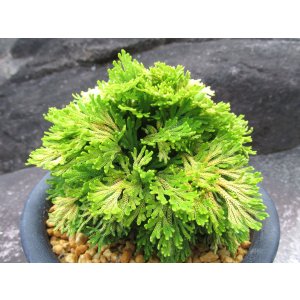 画像: 麒麟冠　（5号プラ）