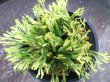画像3: 鶴之舞　（4.5号プラ）