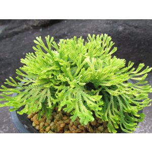 画像: 金鷲　（4.5号プラ）