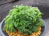 画像: 暁獅子　（4.5号プラ）