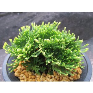 画像: 和楽錦　（4号プラ）