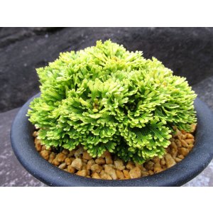 画像: 華牡丹　（5号プラ）