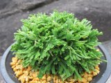 画像: 翠鳳　（4.5号プラ）