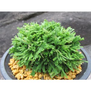 画像: 翠鳳　（4.5号プラ）