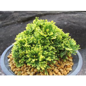 画像: 鳳明殿　（4.5号プラ）