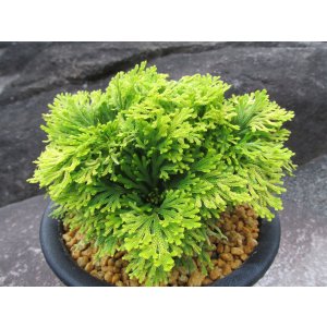 画像: 黄華　（5号プラ）
