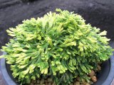 画像: 白古金　（4.5号プラ）