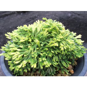画像: 白古金　（4.5号プラ）