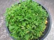 画像3: 翠鳳　（4.5号プラ）