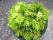 画像3: 麒麟冠　（5号プラ）