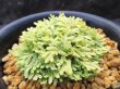 画像1: イワヒバ珍稀種【光鳳ノ華】（3.5号プラ鉢）