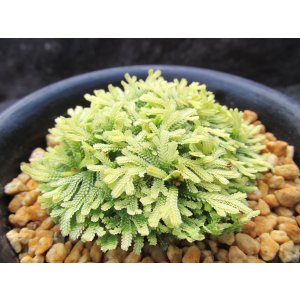 画像: イワヒバ珍稀種【光鳳ノ華】（3.5号プラ鉢）