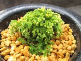 画像: イワヒバ珍稀種【古金獅子（姫古金）】（3.5号京楽鉢）