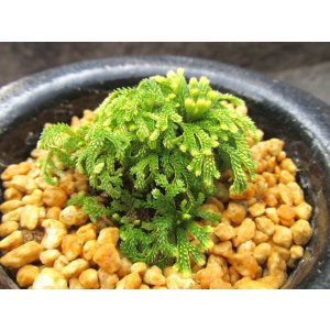 画像: イワヒバ珍稀種【古金獅子（姫古金）】（3.5号京楽鉢）