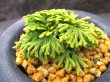 画像1: イワヒバ珍稀種【墨絵黄冠】（3.5号京楽蜂）