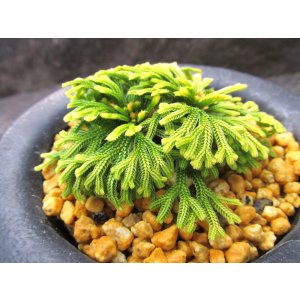 画像: イワヒバ珍稀種【墨絵黄冠】（3.5号京楽蜂）