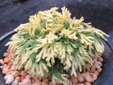 画像: 豊色錦　（4.5号プラ）