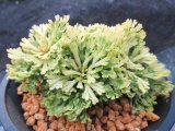 画像: 三恵ノ華　（4.5号プラ）