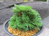 画像: 瑠璃獅子　（4.5号プラ）