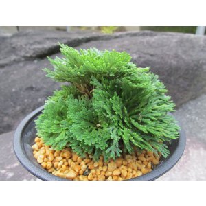 画像: 瑠璃獅子　（4.5号プラ）