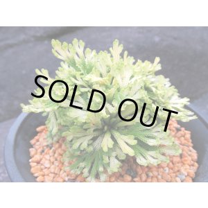 画像: 金華山　（4.5号プラ）
