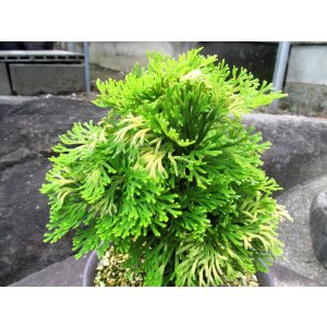 画像: 紅満月　2.5Ｐ