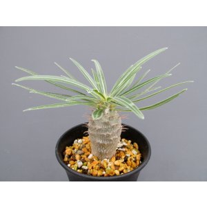 画像: パキポディウム・グラキリス (3号)