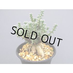 画像: トリコディアデマ ブルボスム 【姫紅小松】(3号)