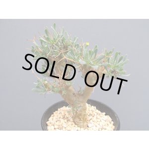 画像: オトンナ・ユーフォルビオイデス (3号)