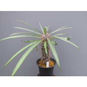 画像: パキポディウム・ゲアリー (4.5号)