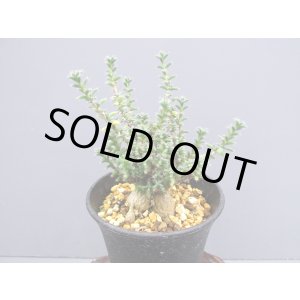 画像: トリコディアデマ ブルボスム 【姫紅小松】(3号)