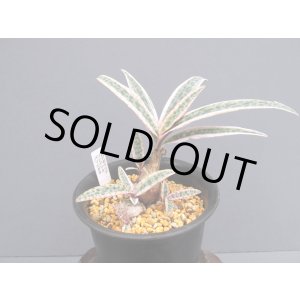 画像: レデボウリア・ソシアリス・バリエガタ 上柄株(3.5号)