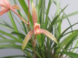 画像: 天草小蘭　(大株開花中）