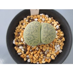 画像: リトープス【菊章玉】(3号)