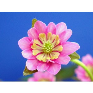 画像: 雪割草銘品【金環食】(大1芽株)