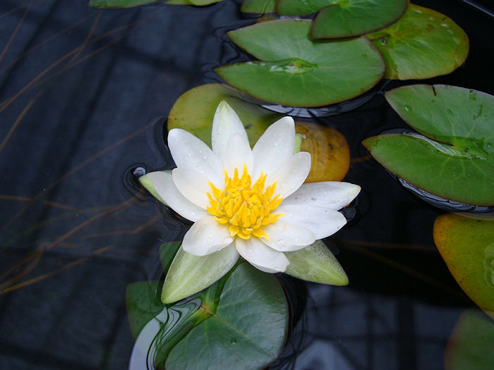 水生植物/ヒツジグサの販売です。