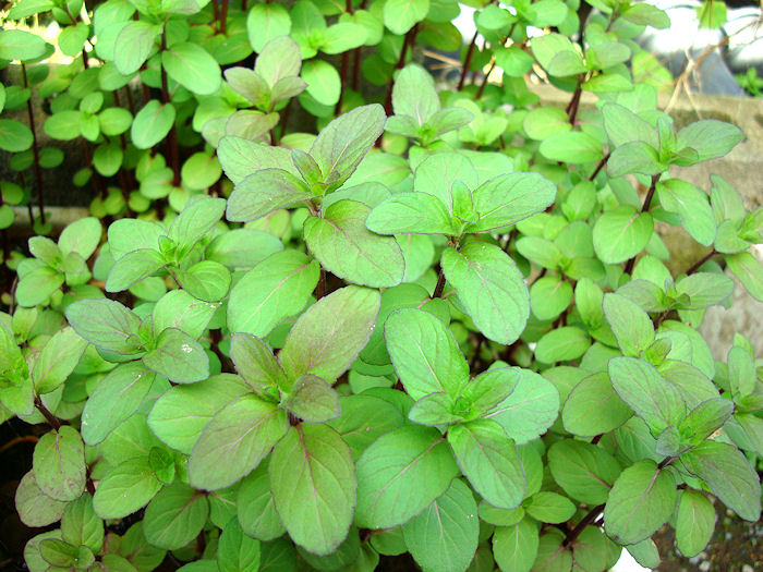 水生植物 ウォーターミントの販売です