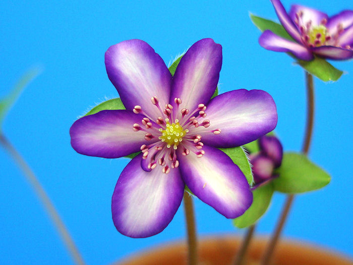 画像: 雪割草標準花『紫覆輪花』