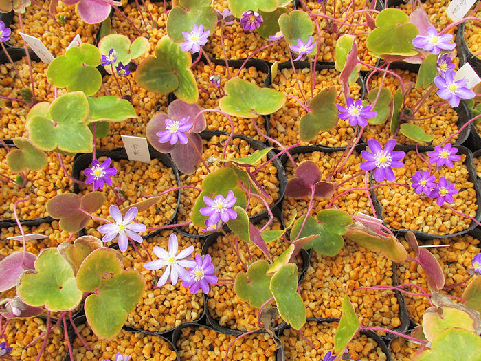 画像: 雪割草黄葉品種【金山晃】紫花