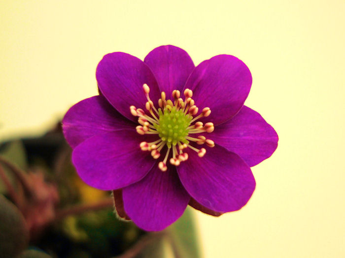 画像1: 雪割草標準花『赤紫色花』